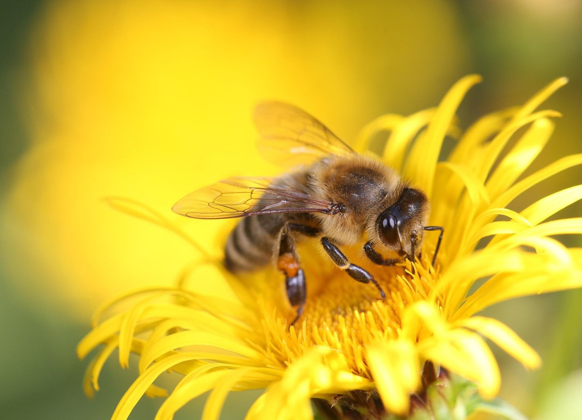 iupac honey bee 8320764 1920