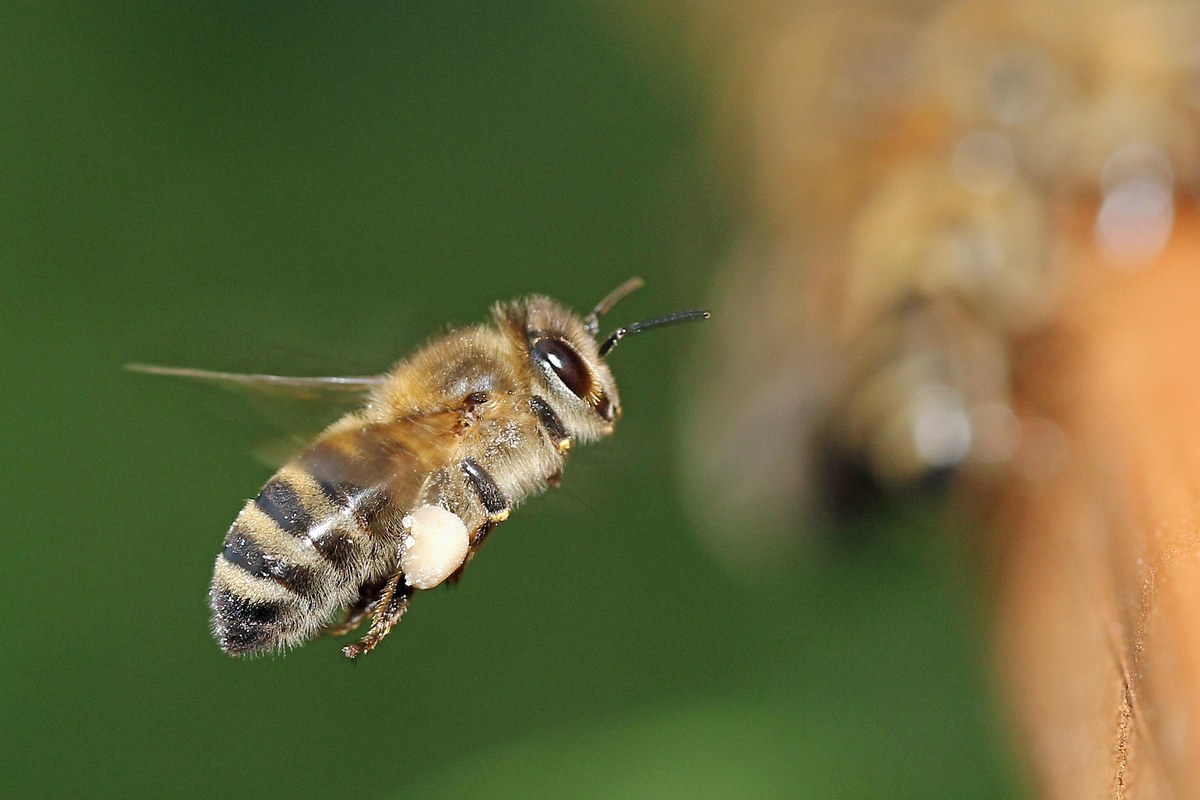 leuchtpunkt bee 4423999 1920