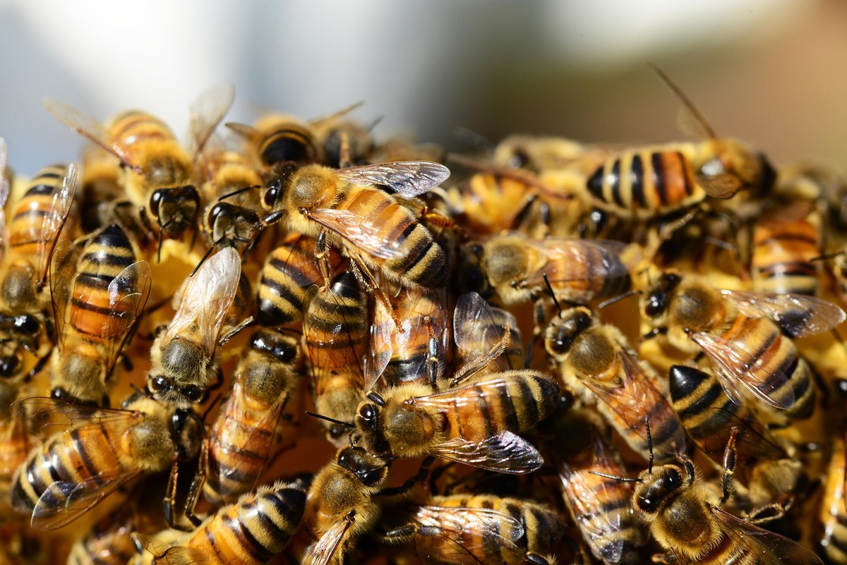 pollydot honey bees 326334 1920