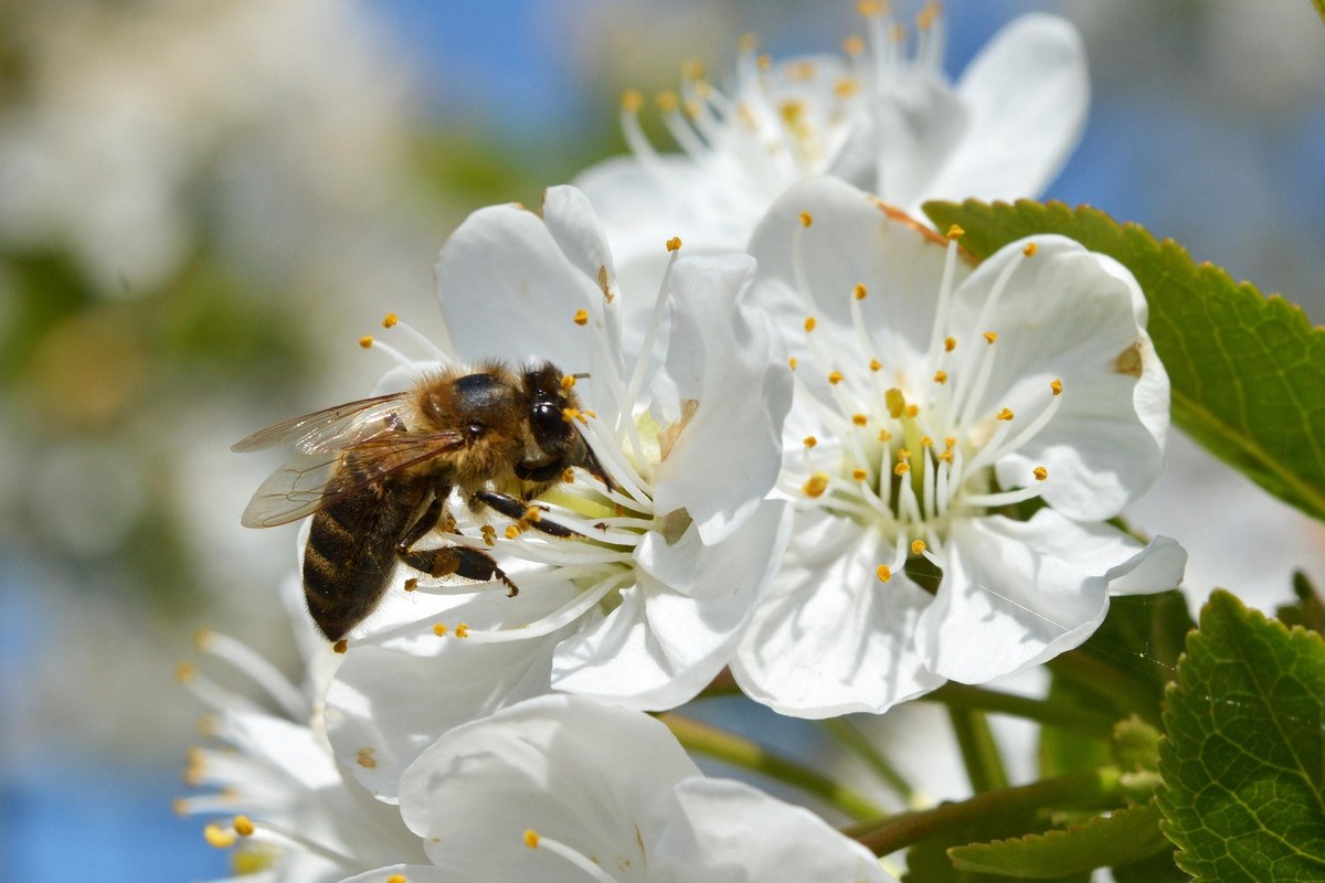 stevemclion bee 4131557 1920