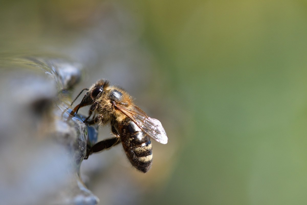 xiserge bee 5000947 1920